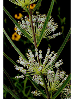 Asclepias hirtella (Green milkweed)
