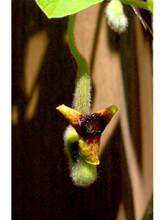 Aristolochia tomentosa (Woolly dutchman's pipe)