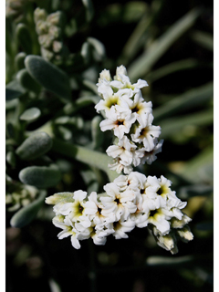 Argusia gnaphalodes (Sea lavender)
