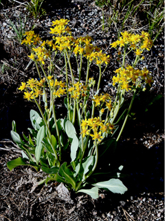 Packera tridenticulata (Threetooth ragwort)