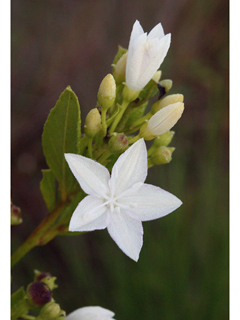 Jacquemontia curtissii (Pineland clustervine)