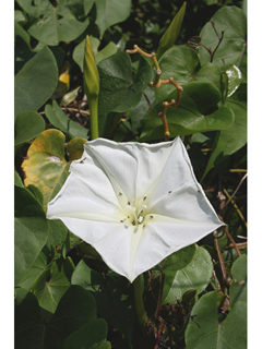 Ipomoea alba (Moonflower)