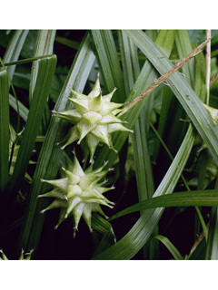Carex grayi (Gray's sedge)