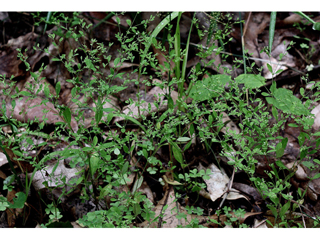 Paronychia canadensis (Smooth forked nailwort)