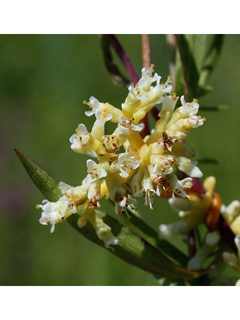 Cuscuta cephalanthi (Buttonbush dodder)
