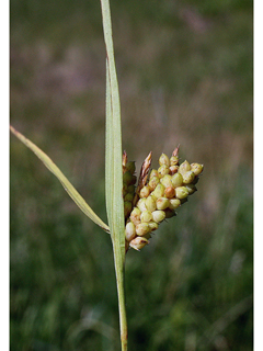 Carex granularis (Limestone meadow sedge)