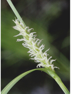 Carex pellita (Woolly sedge)