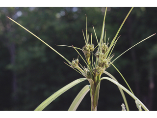 Scirpus microcarpus (Panicled bulrush)