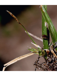 Carex tonsa (Shaved sedge)