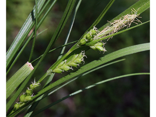 Carex leptonervia (Nerveless woodland sedge)