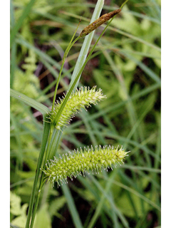 Carex hyalinolepis (Shoreline sedge)