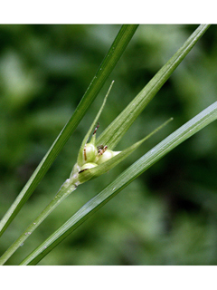 Carex jamesii (James' sedge)