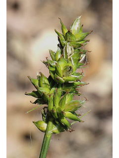 Carex muehlenbergii (Muhlenberg's sedge)