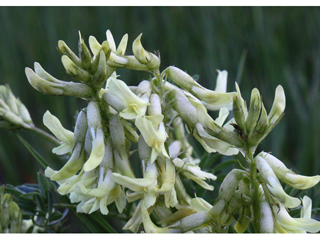 Astragalus australis (Indian milkvetch)