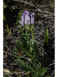 Astragalus agrestis (Purple milkvetch)