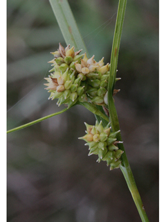 Carex viridula (Little green sedge)