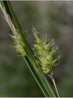 Carex lurida (Shallow sedge)