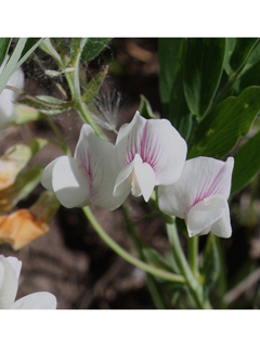 Lathyrus lanszwertii var. leucanthus (Nevada pea)