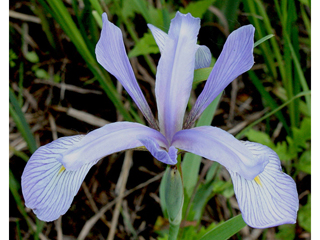 Iris virginica (Virginia iris)