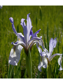 Iris missouriensis (Rocky mountain iris)