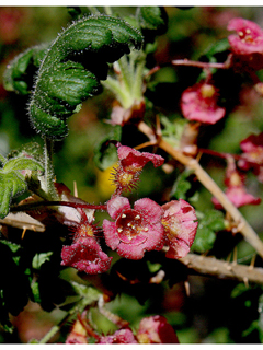 Ribes montigenum (Mountain gooseberry)