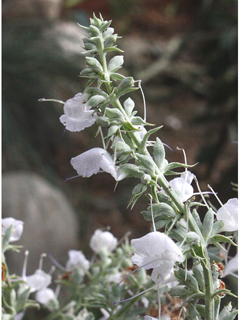 Salvia apiana (White sage)