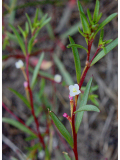Gayophytum racemosum (Blackfoot groundsmoke)