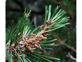 Pinus banksiana (Jack pine)