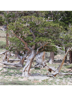 Pinus aristata (Bristlecone pine)
