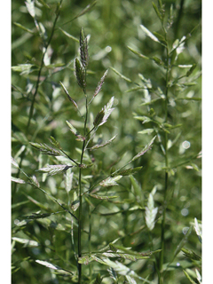 Eragrostis hypnoides (Teal lovegrass )