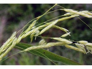 Leersia oryzoides (Rice cutgrass)