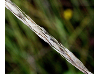 Elymus trachycaulus (Slender wheatgrass)