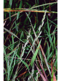 Muhlenbergia glomerata (Spiked muhly)