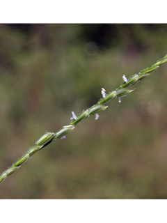 Leersia virginica (Whitegrass)