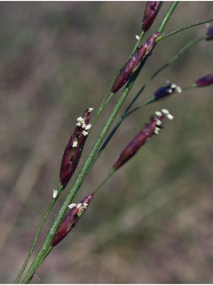 Tridens flavus (Purpletop tridens)