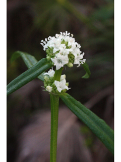 Spermacoce assurgens (Woodland false buttonweed)