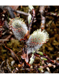 Salix arctica (Arctic willow)