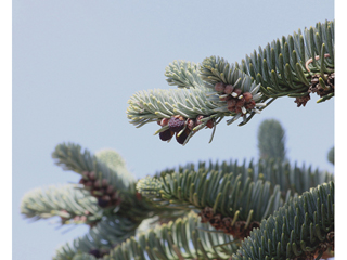 Abies procera (Noble fir)