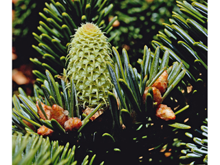 Abies fraseri (Fraser fir)