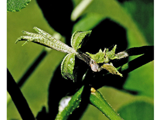 Carya cordiformis (Bitternut hickory)