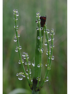 Equisetum palustre (Marsh horsetail)