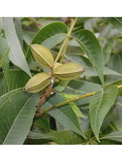 Carya illinoinensis (Pecan)