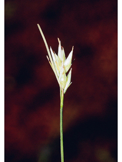 Rhynchospora alba (White beaksedge)