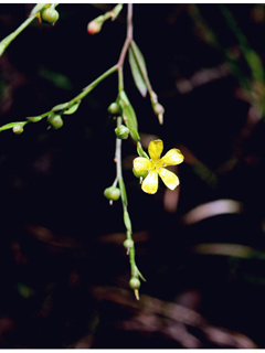 Linum striatum (Ridged yellow flax)