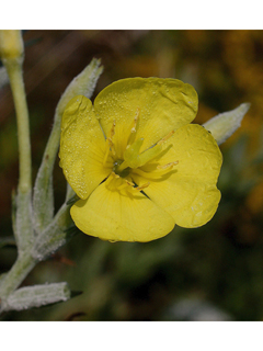 Oenothera villosa (Hairy evening primrose)