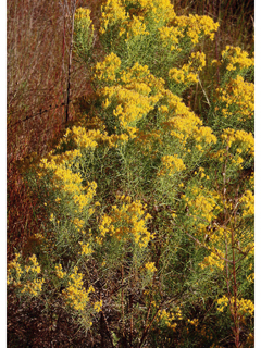 Euthamia caroliniana (Slender goldentop)