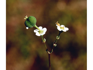 Euphorbia discoidalis (Summer spurge)