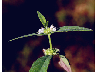 Lycopus amplectens (Clasping water-horehound)