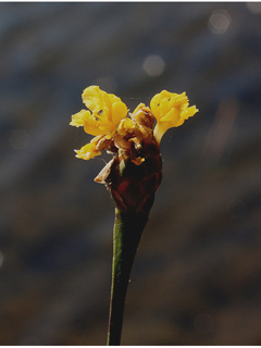 Xyris caroliniana (Carolina yelloweyed grass)
