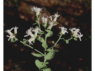 Eupatorium rotundifolium (Roundleaf thoroughwort)